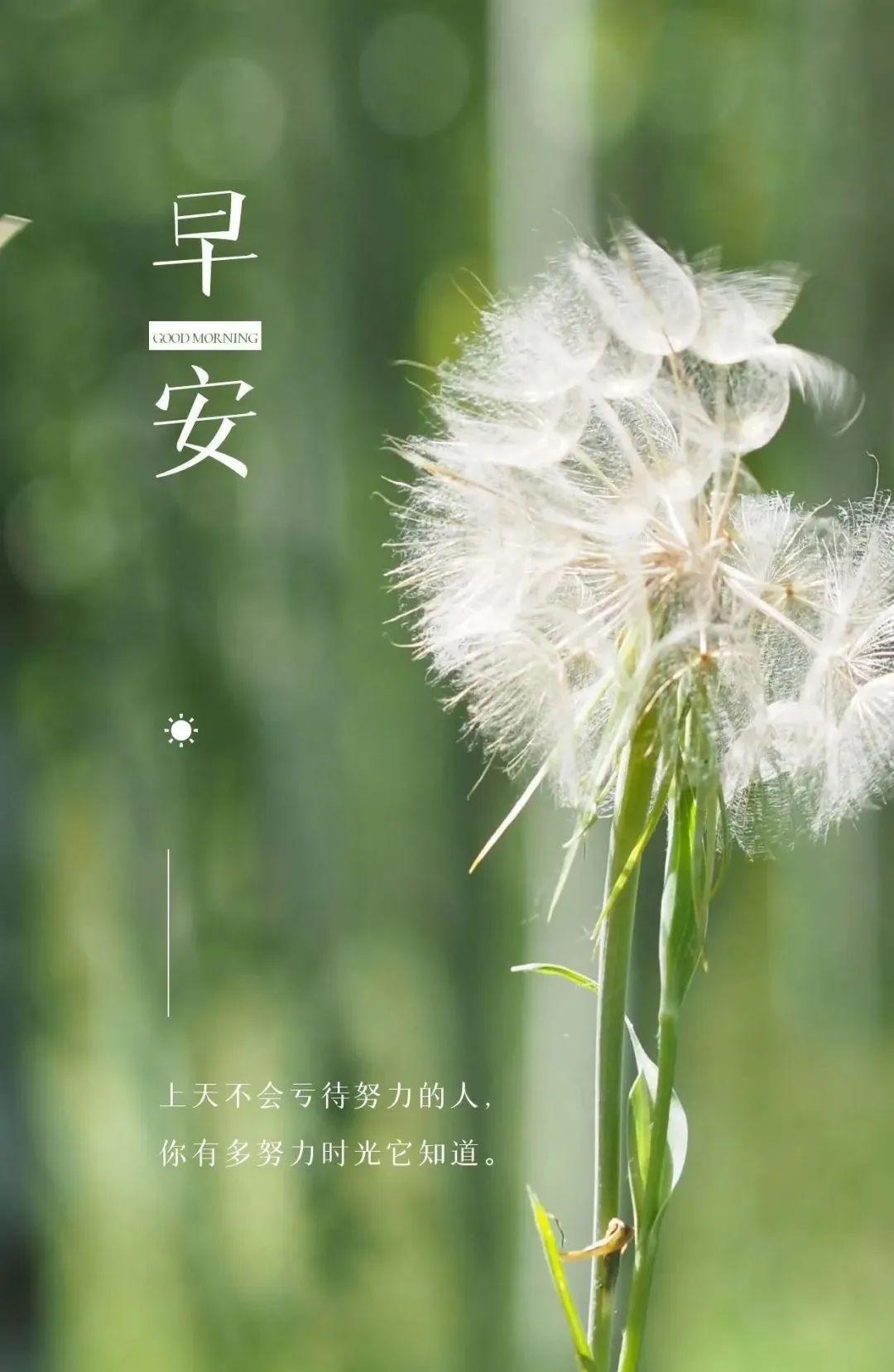 「2023.05.13」早安心语，正能量努力的精彩文案 唯美清晨图文精选(图11)