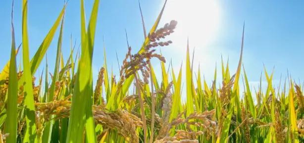 2022年秋天致自己的积极励志文案，霸气的自我宣言，正能量的说说(图3)