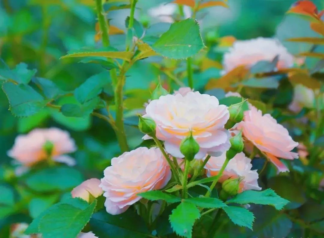 岁月如歌，时光轻浅，愿你我皆安(图3)