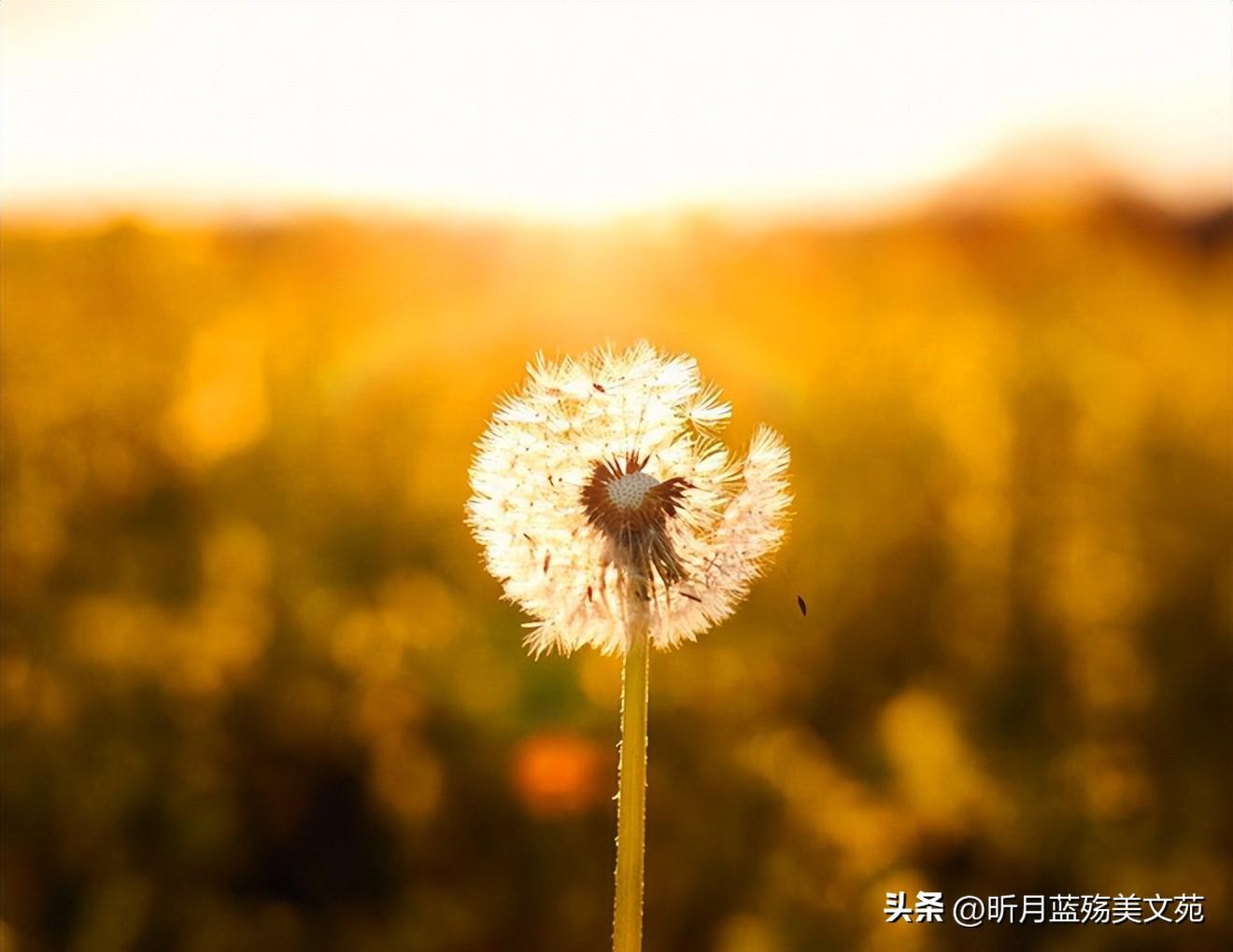 愿你内心不染尘埃，与所有美好相遇(图2)