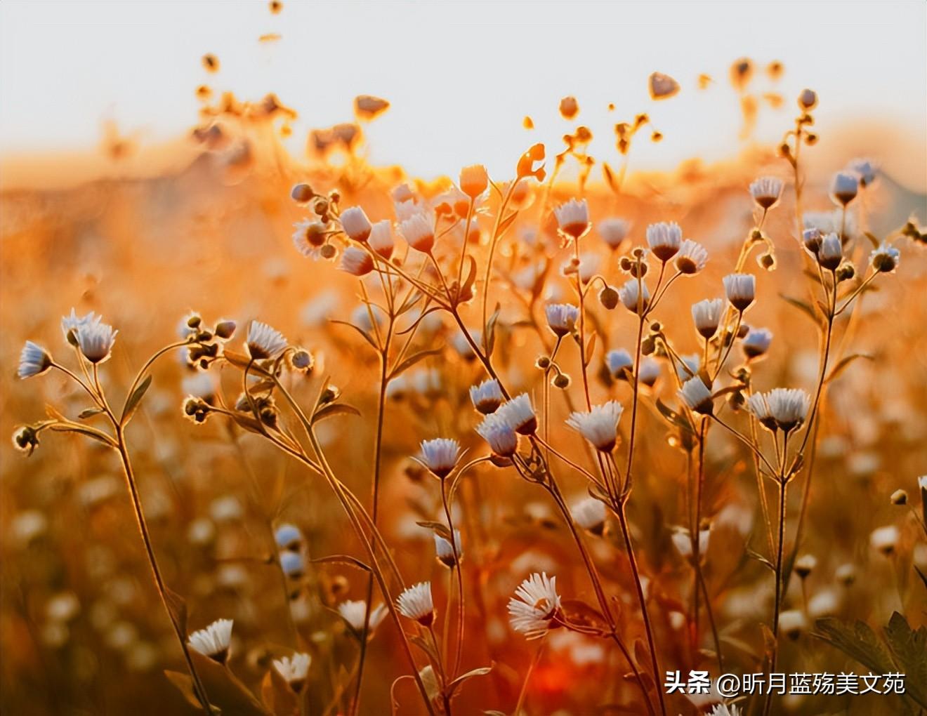 愿你内心不染尘埃，与所有美好相遇(图4)