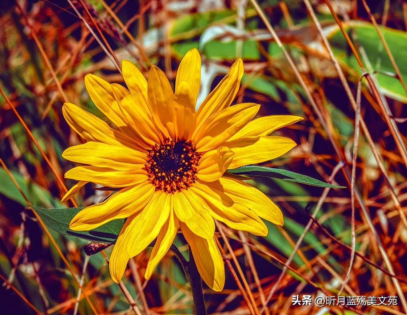 愿你内心不染尘埃，与所有美好相遇(图5)