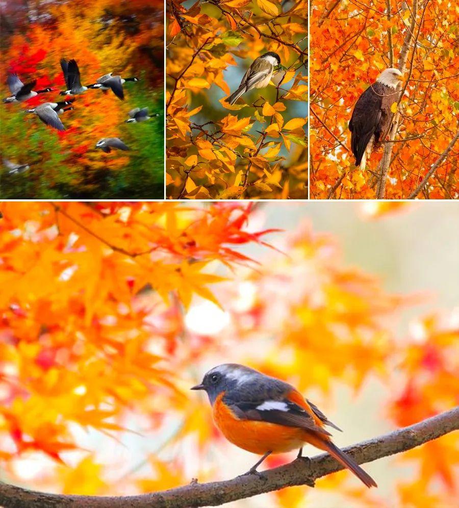 儿童画教程｜秋季趣味线描课程《热闹的森林》(图4)