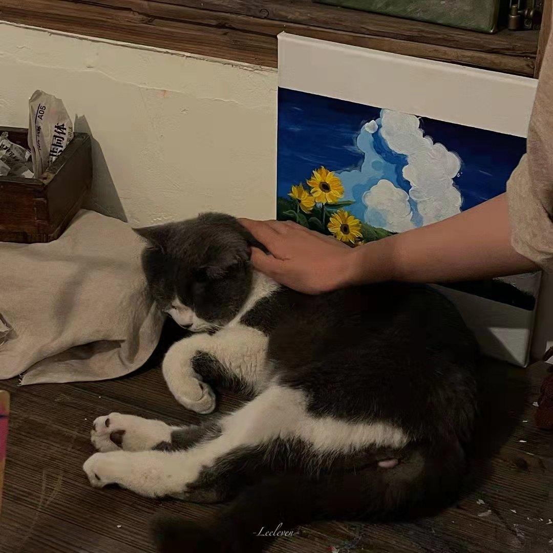 伤感文案｜蓝桉已遇释槐鸟 青鹧也应释怀(图1)