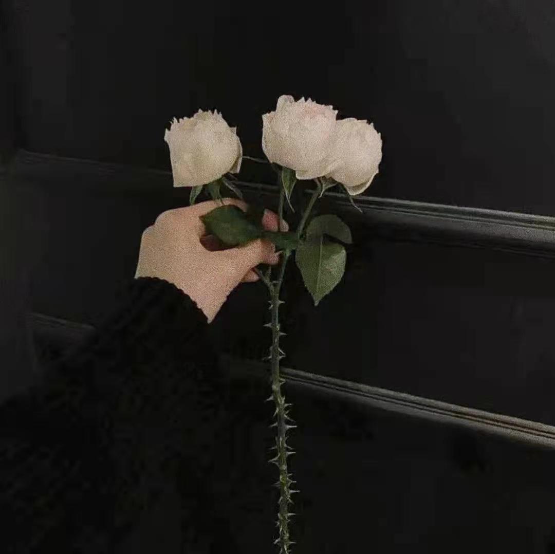 伤感文案｜蓝桉已遇释槐鸟 青鹧也应释怀(图8)