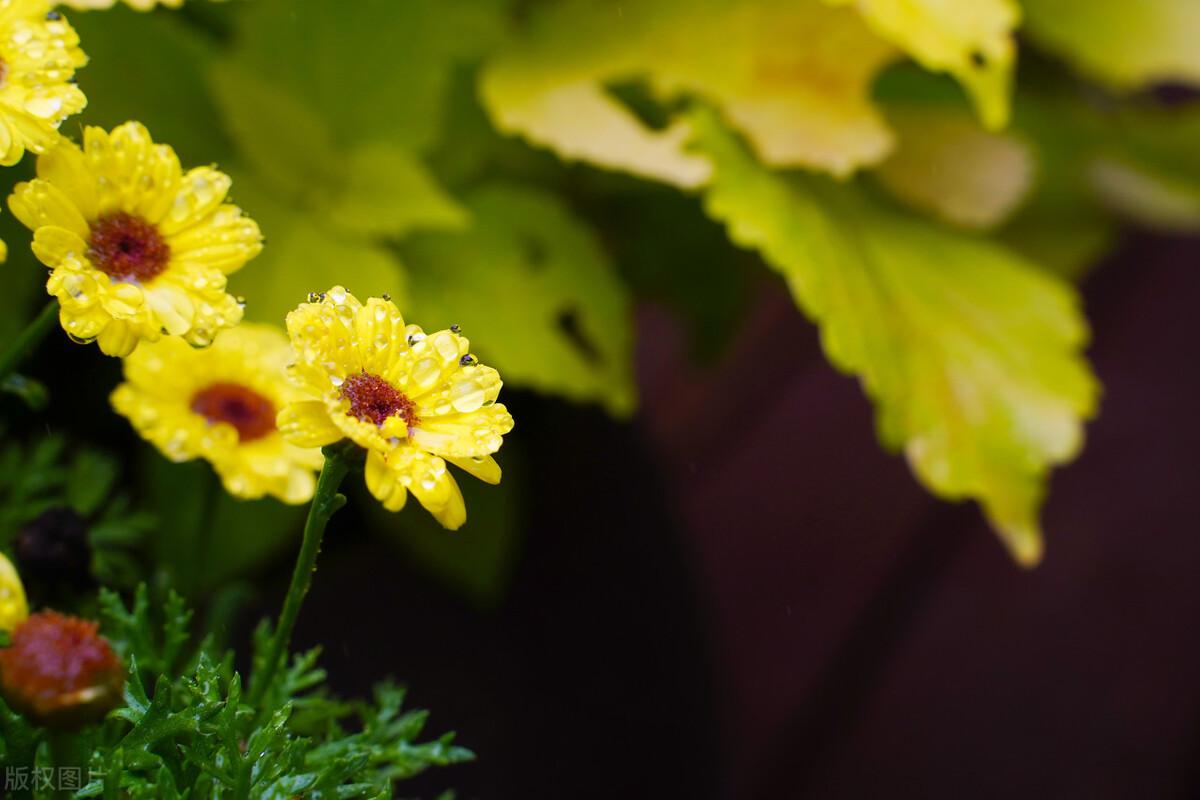 朋友圈文案100句【四】下雨天(图3)