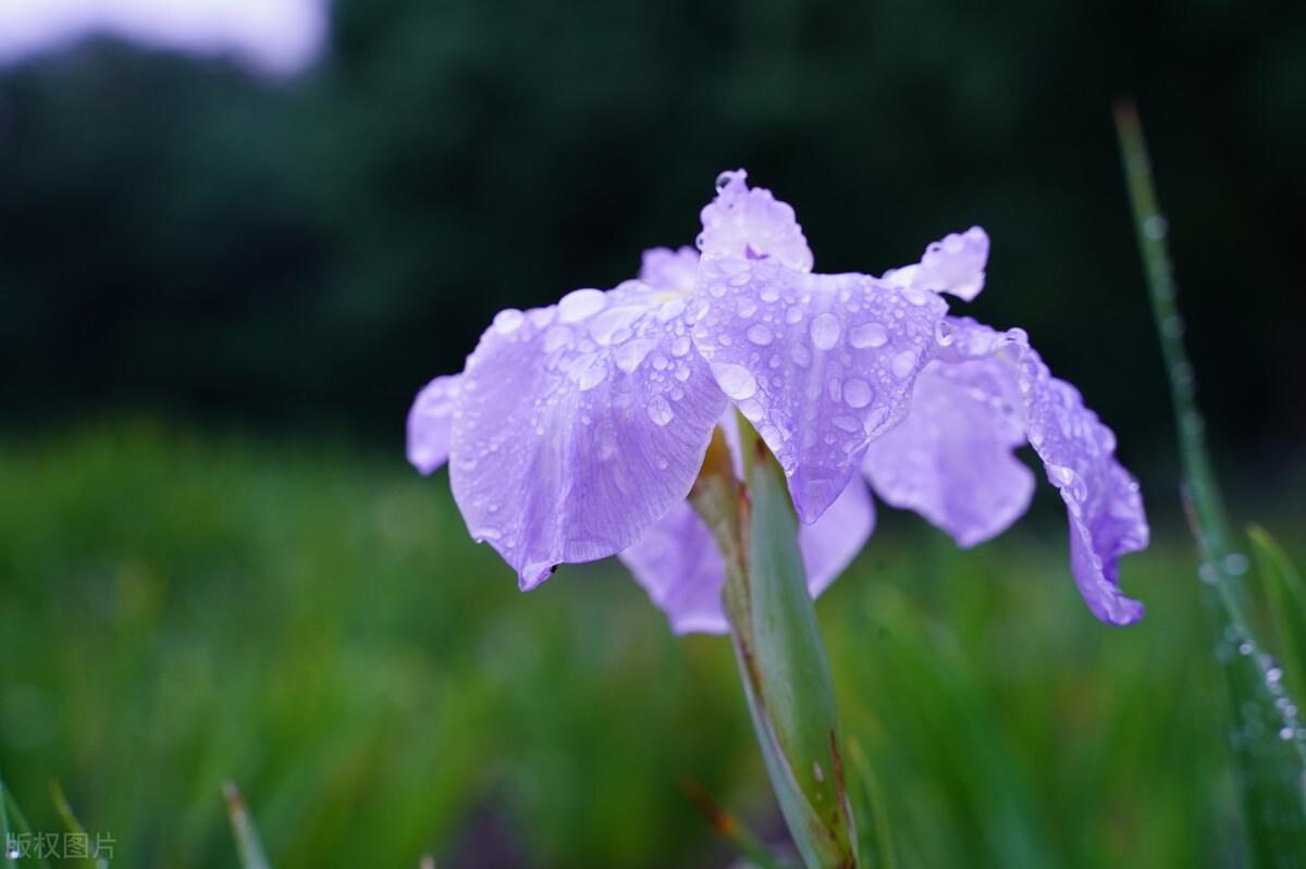 朋友圈文案100句【四】下雨天(图5)