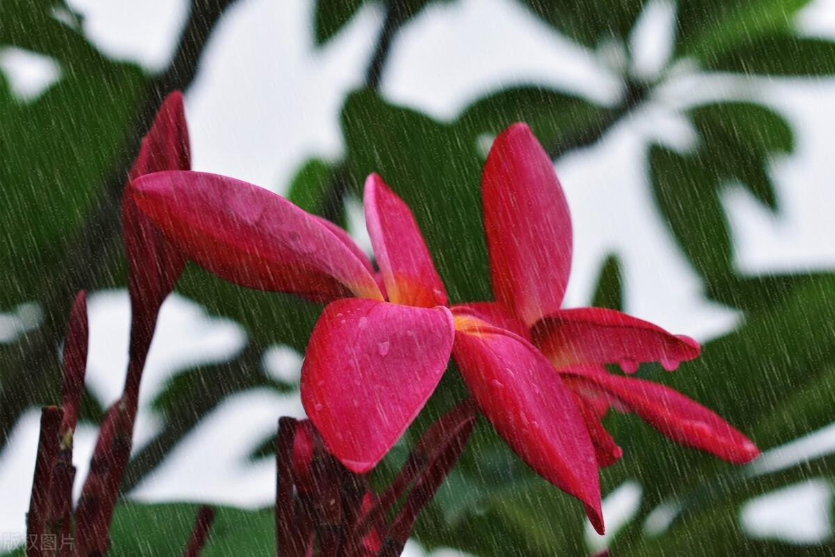 朋友圈文案100句【四】下雨天(图6)