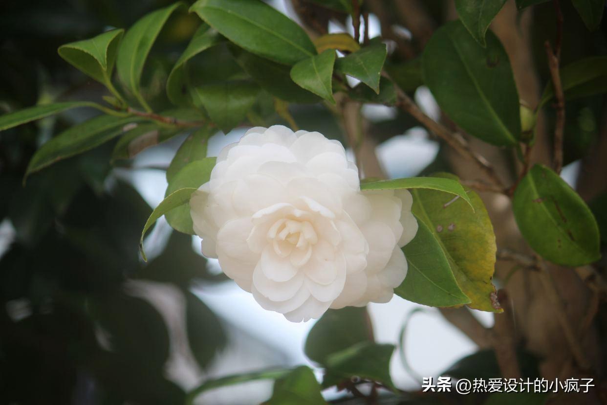 心情语录 / 没毛病的，别担心，一切都会好起来的(图1)