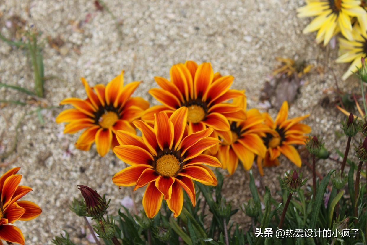 心情语录 / 没毛病的，别担心，一切都会好起来的(图2)