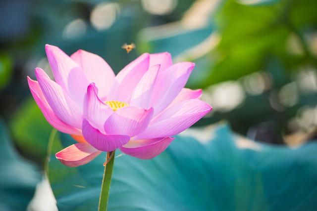 碧水荷花映夕阳 香风拂面满池塘 芳心自得清闲地 一片花香入梦乡(图1) 碧水荷花映夕阳 香风拂面满池塘 芳心自得清闲地 一片花香入梦乡(图1)