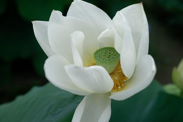 碧水荷花映夕阳 香风拂面满池塘 芳心自得清闲地 一片花香入梦乡(图3) 碧水荷花映夕阳 香风拂面满池塘 芳心自得清闲地 一片花香入梦乡(图3)