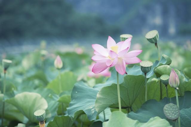 碧水荷花映夕阳 香风拂面满池塘 芳心自得清闲地 一片花香入梦乡(图5) 碧水荷花映夕阳 香风拂面满池塘 芳心自得清闲地 一片花香入梦乡(图5)