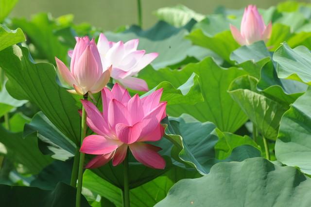 碧水荷花映夕阳 香风拂面满池塘 芳心自得清闲地 一片花香入梦乡(图7)