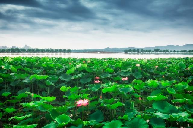 碧水荷花映夕阳 香风拂面满池塘 芳心自得清闲地 一片花香入梦乡(图8) 碧水荷花映夕阳 香风拂面满池塘 芳心自得清闲地 一片花香入梦乡(图8)