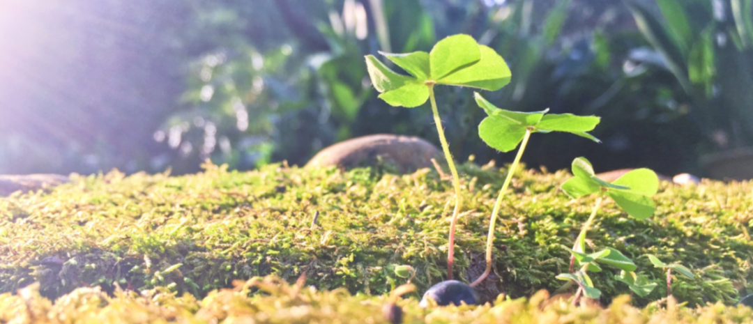 20句名言，带你的灵魂，寻找生命的春光(图1)