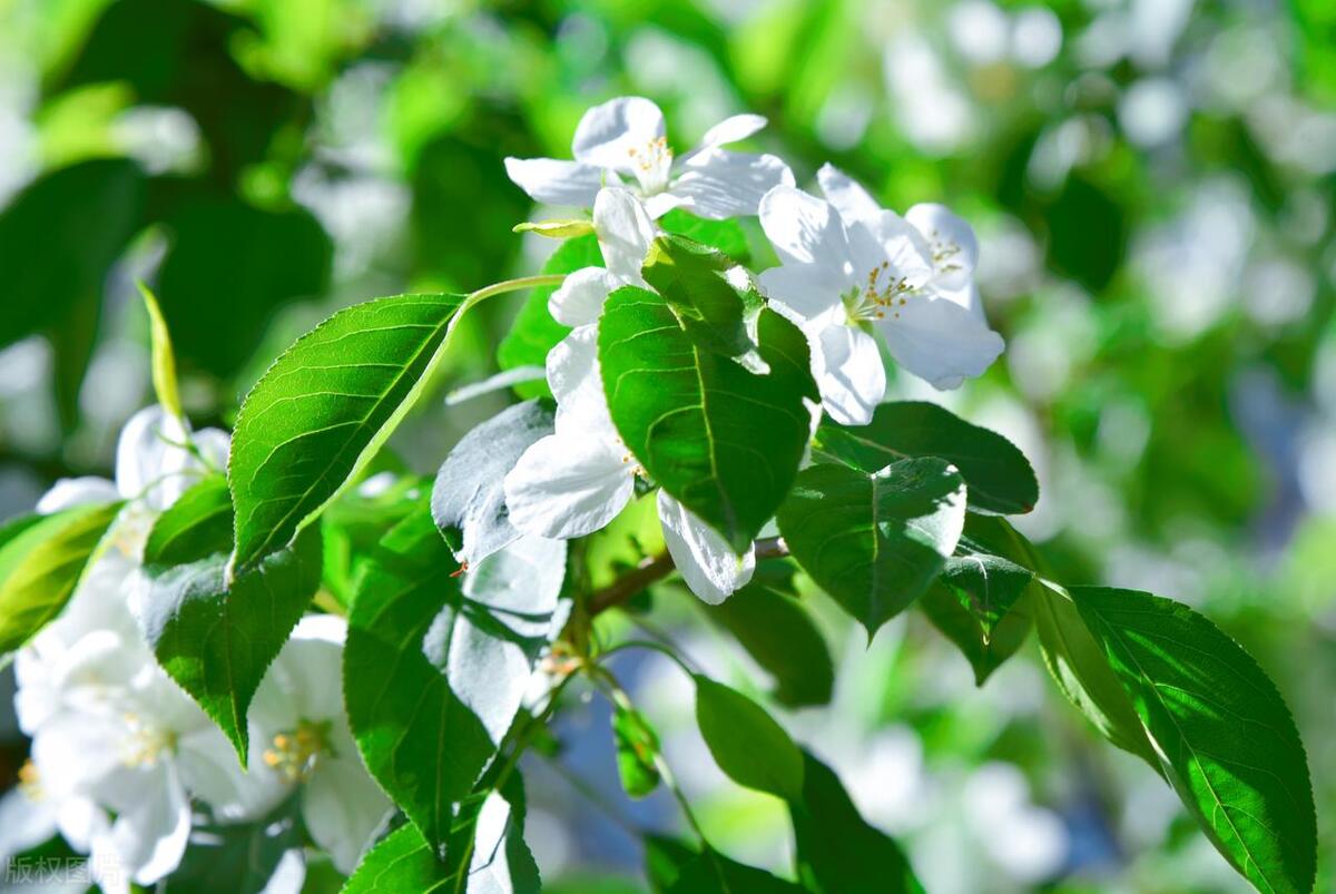 热爱生活、爱自己的励志文案：让一路花香满径，让日子安暖自若(图3)