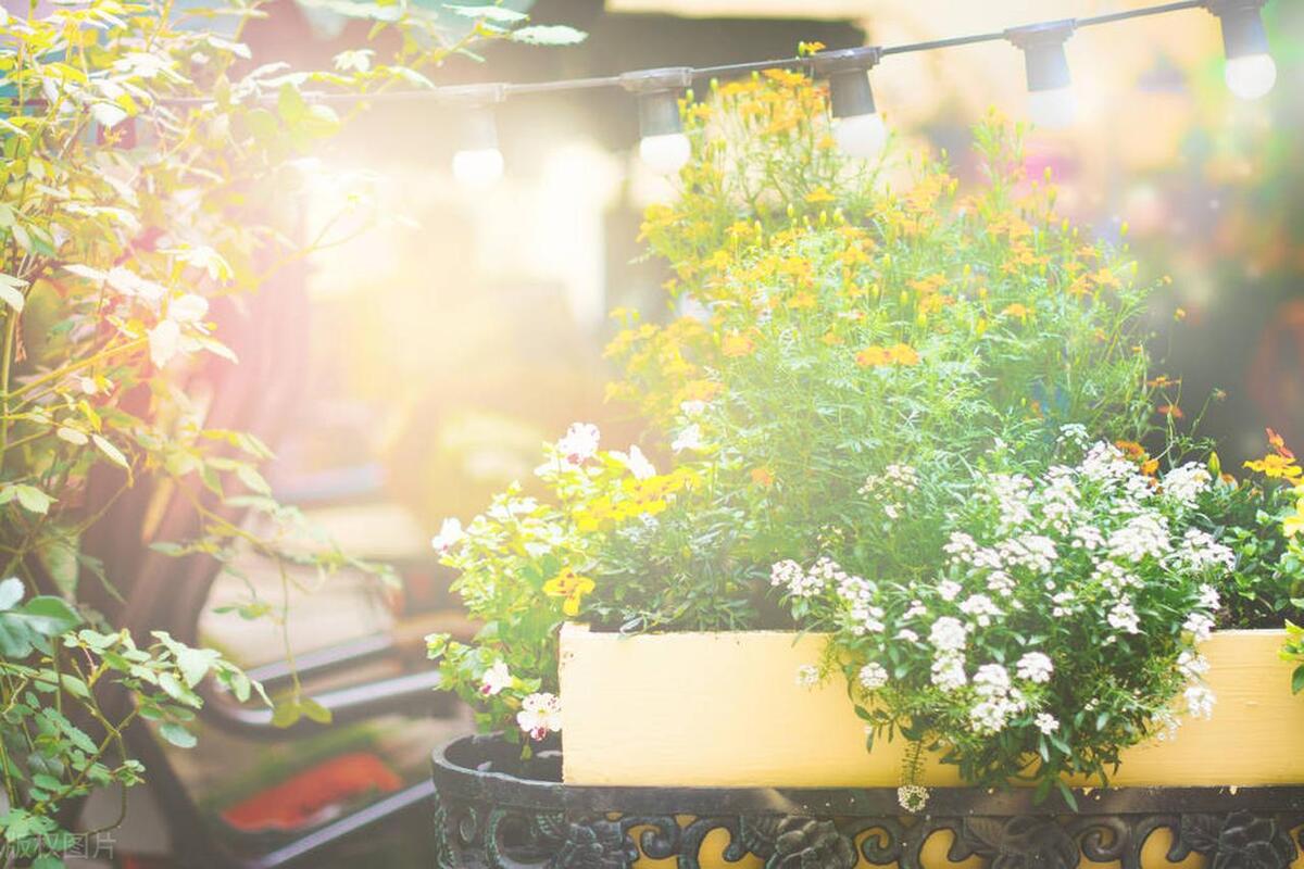 热爱生活、爱自己的励志文案：让一路花香满径，让日子安暖自若(图5)