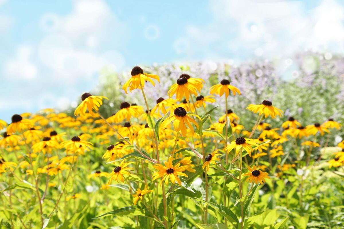 热爱生活、爱自己的励志文案：让一路花香满径，让日子安暖自若(图6)