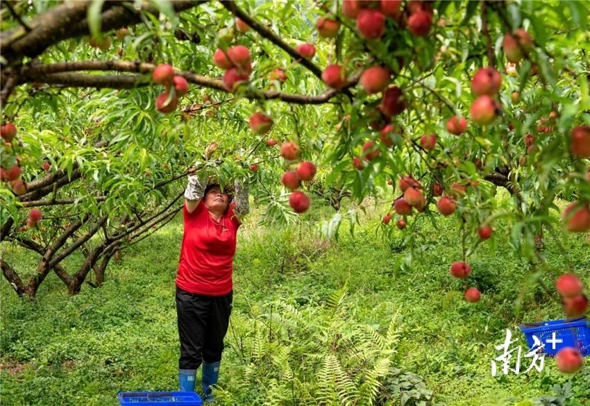 一方青绿，一城诗画！绿美阳山，处处好风光(图2)