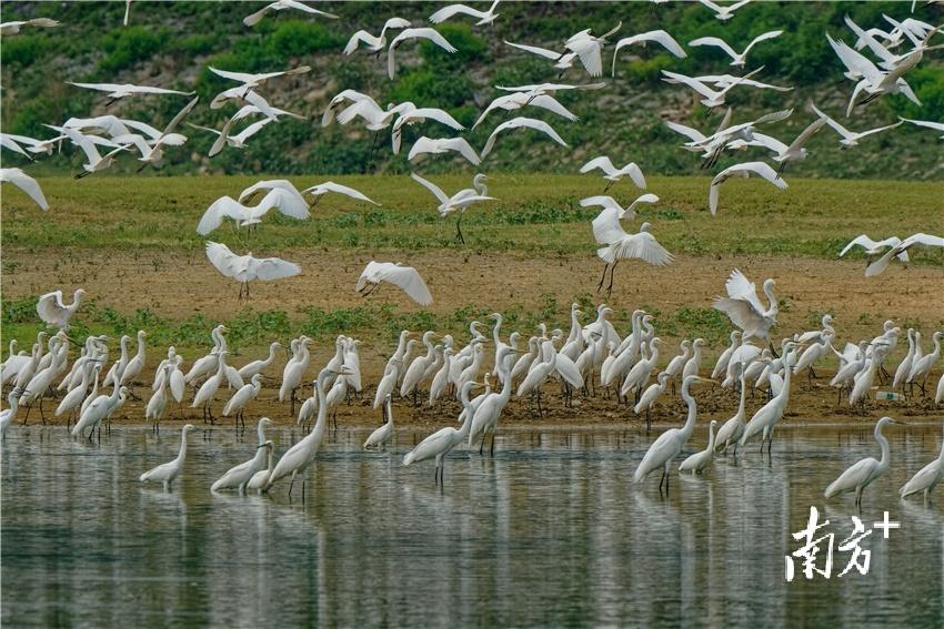 一方青绿，一城诗画！绿美阳山，处处好风光(图5)