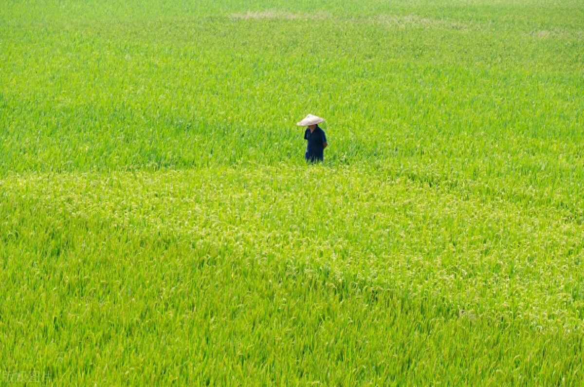 [迎五一] 读古诗词：勾勒美好劳动画卷(图1)