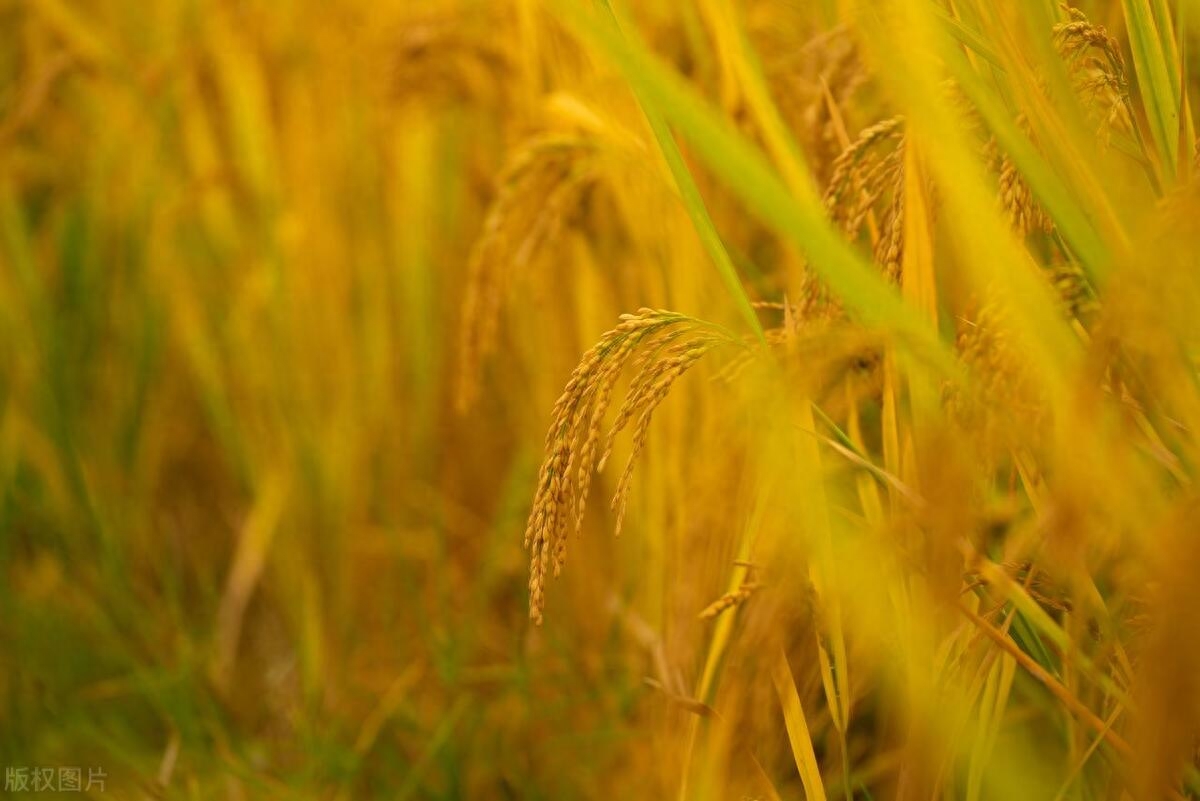 [迎五一] 读古诗词：勾勒美好劳动画卷(图3)