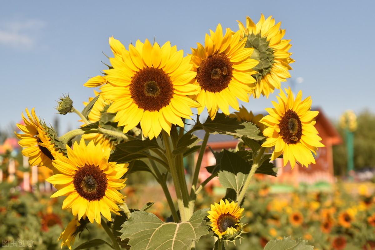 赞美边防战士，用李益的这两句诗，民族自豪感满满(图1)