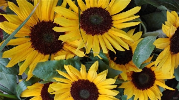 鼓励自己的二十句话，送给为梦想努力的我们(图1)