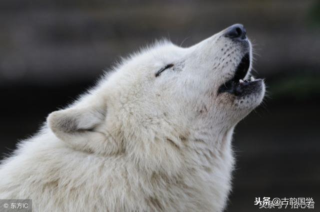 让你受用一生的50条「狼」的格言(图2)