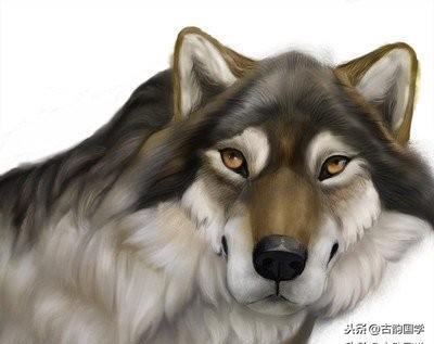 让你受用一生的50条「狼」的格言(图3)