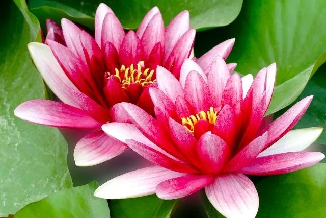 善念善行，善有善报！行善积德，善人善福(图1)