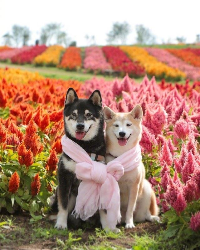 甜到心窝里的10句情话，拿去撩你家另一半(图1)