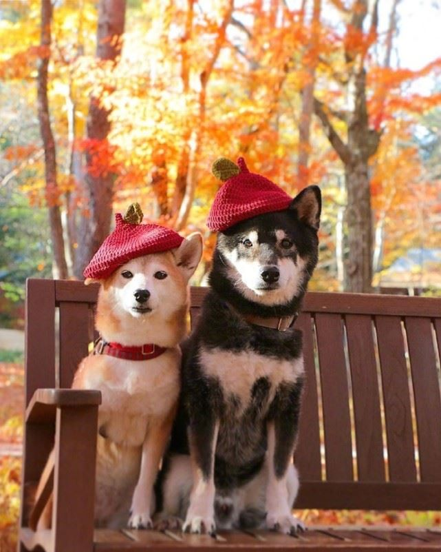 甜到心窝里的10句情话，拿去撩你家另一半(图2)