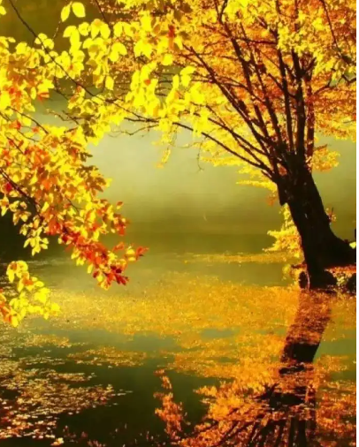 作家在线｜姜贝：人生最美是清秋(图3)