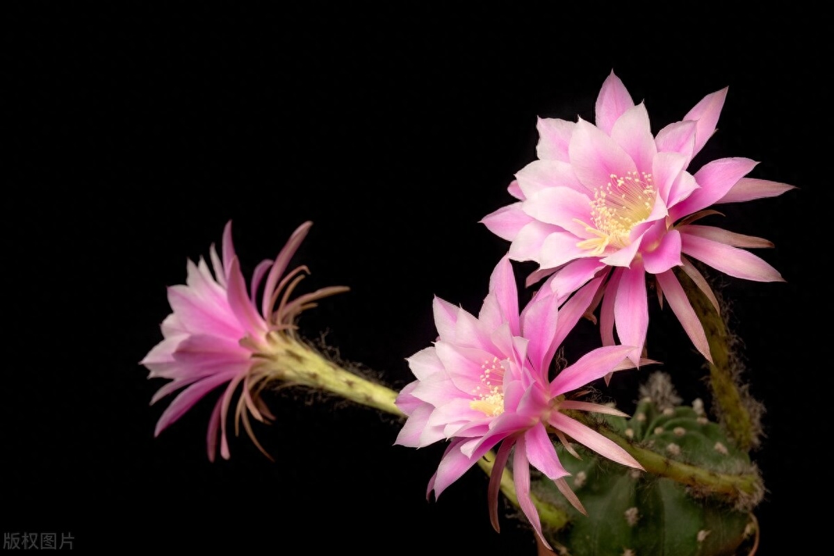 中学生优秀作文：走过挫折(图1)