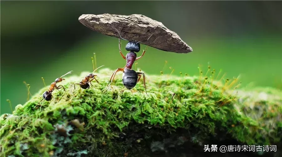 内敛的父爱同样真挚感人，深厚绵长，诗词里的父爱，感人至深(图2)