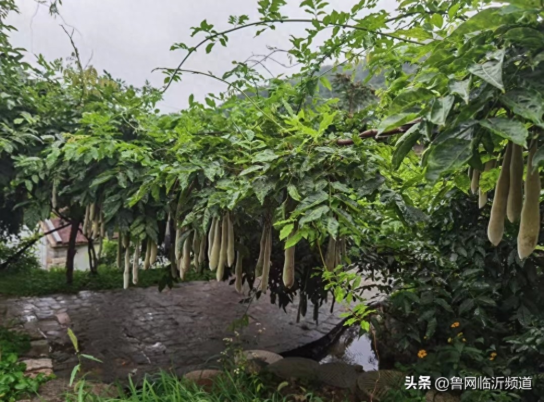 谁言寸草心，报得三春晖—再读《母亲爱唠叨》(图4)