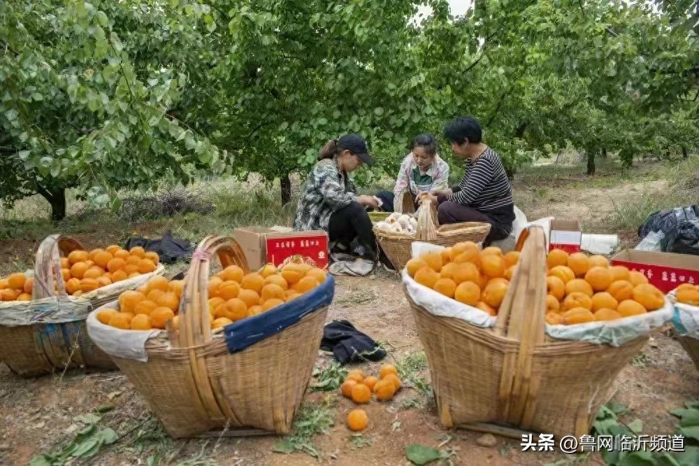 谁言寸草心，报得三春晖—再读《母亲爱唠叨》(图5)