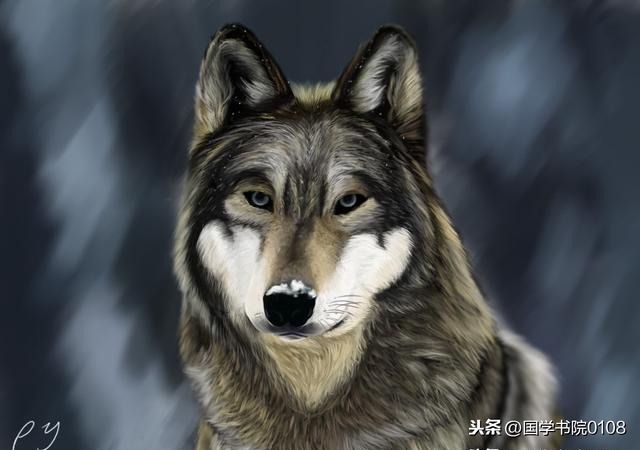 狼的格言50条，每一条你都会受用一生(图2)