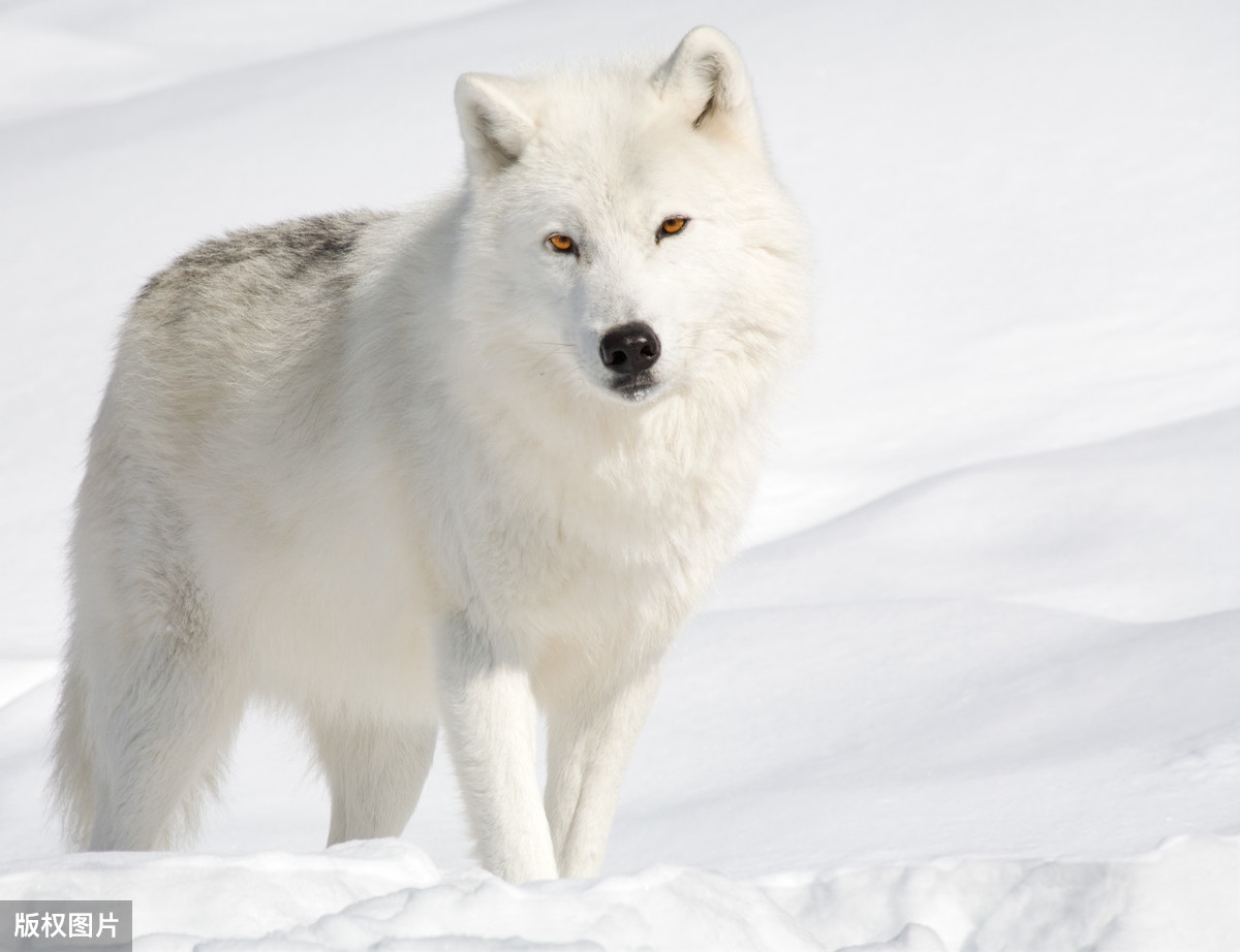 狼的五十句格言！（太经典了）(图1)