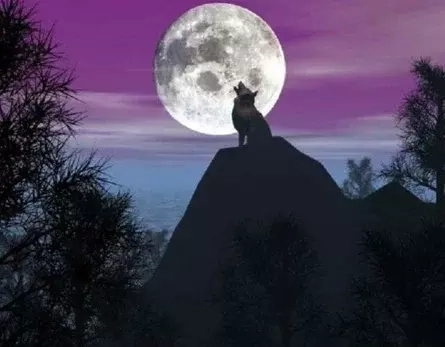 狼的50句格言，你会受用一生并影响你一辈子(图1)