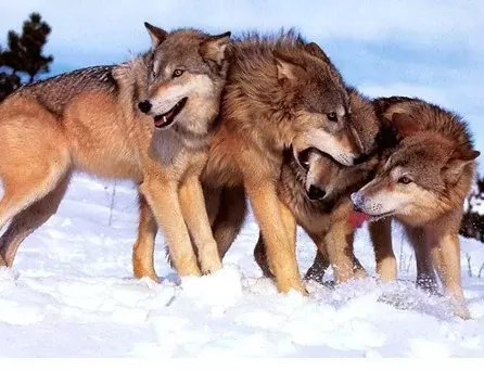 狼的50句格言，你会受用一生并影响你一辈子(图3)