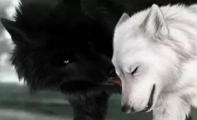 《狼图腾》中狼的50句经典格言(图2)