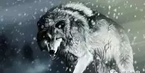 《狼图腾》中狼的50句经典格言(图5)