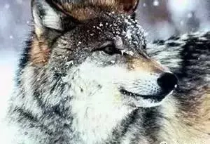 《狼图腾》中狼的50句经典格言(图9)