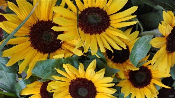 简单干净的早安心情说说，很经典很走心，让人忍不住分享(图3)