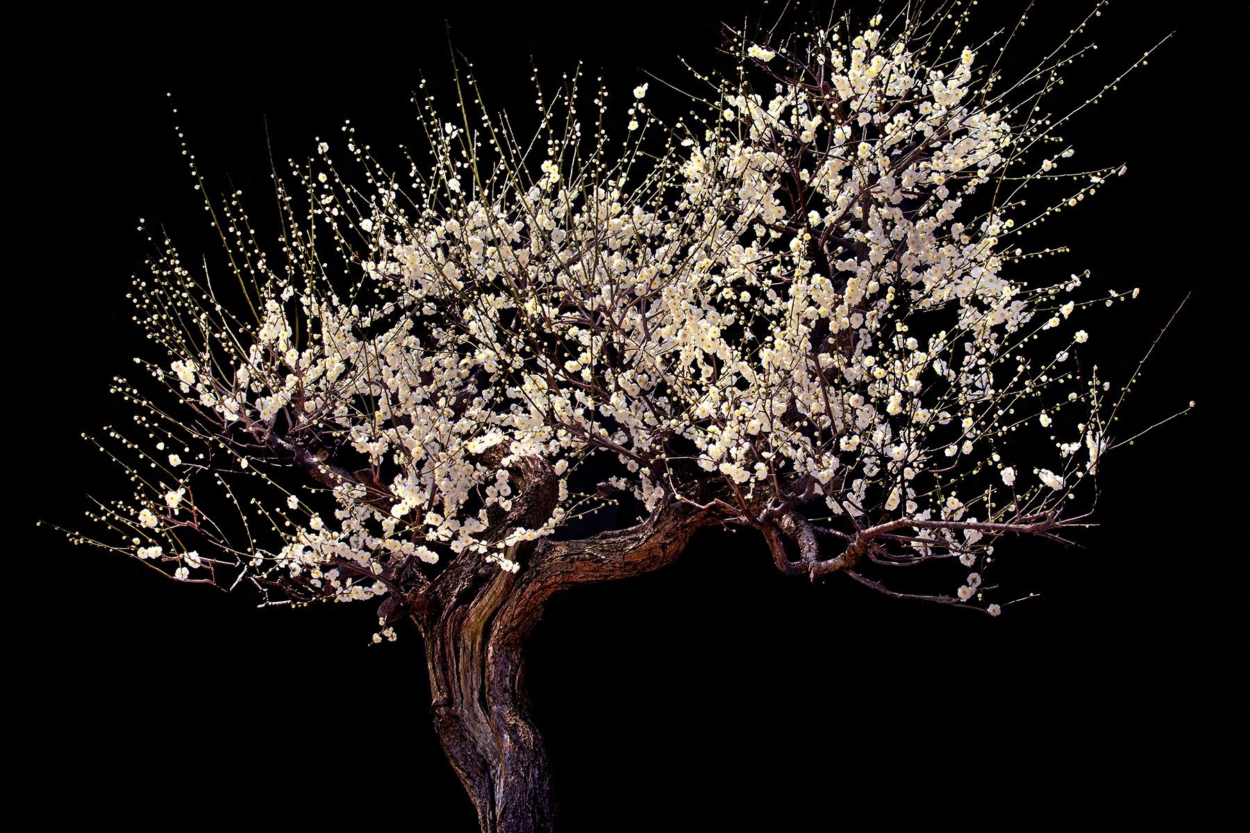 《恶意》：东野圭吾，恨人有，笑人无，人性中潜藏的恶意(图2)