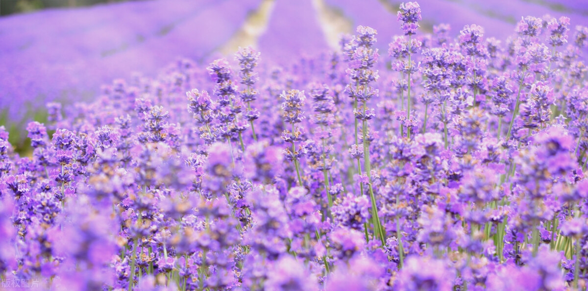 优美文案100句【七】幸运(图3)