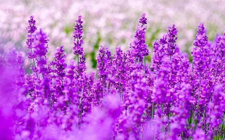 优美文案100句【七】幸运(图4)